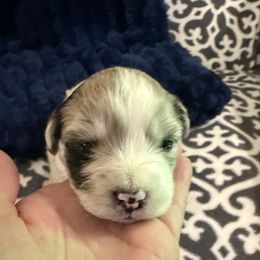 Sierra - Blue merle female Miniature Australian Shepherd puppy in Dallas, Waco, And Tyler, Texas from Beulah Aussie Farms Texas