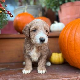 Pumpkin - Red  male Goldendoodle puppy in Jacksonville, Florida from Dandelion Doodles