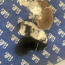 Border Collie Puppies from Kuponya Kennels & Kids