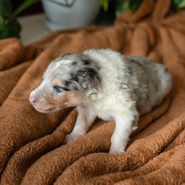 Luca - Blue merle white and tan Collie puppy in Argyle, Iowa from Redside Rough Collies