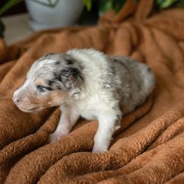 Luca - Blue merle white and tan Collie puppy in Argyle, Iowa from Redside Rough Collies