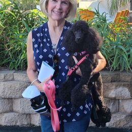 Poodle Puppies from Patricia Elliot