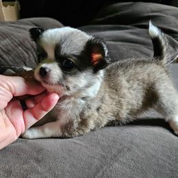 Puppy 4 - Sable spotted white female Chihuahua puppy in Springfield, Missouri from Casadelopez Tails