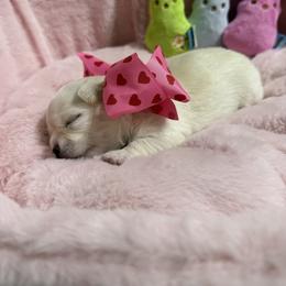 Paisley - Cream and white female Chihuahua puppy in Brooksville, Florida from Daystars Chihuahuas