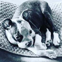 Boston Terrier and Rottweiler Puppies from Ronnie Dreher's Boston Terriers