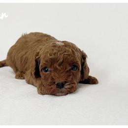 Ember - Brown male Cavapoo puppy in Mission, Texas from Sharyland Pets