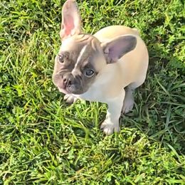 Moe - Fawn and white male French Bulldog puppy in Crittenden, Kentucky from Absolute Frenchie's
