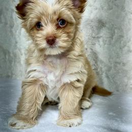 Blanche - Gold female Yorkshire Terrier puppy in Kennesaw, Georgia from Georgia Yorkies