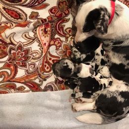 Cardigan Welsh Corgi Puppies from Heart & Soul Corgis