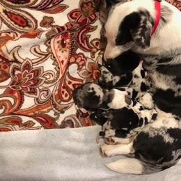 Cardigan Welsh Corgi Puppies from Heart & Soul Corgis