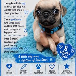 Blue - Fawn male Pug puppy in Ludowici, Georgia from Royal Destiny Kennels