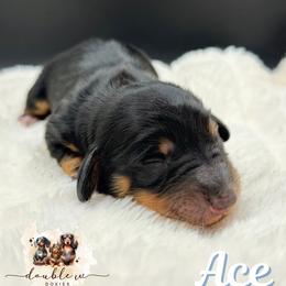 ACE - Black and tan male Dachshund puppy in Alto, Texas from Double W Doxies