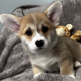 Pembroke Welsh Corgi Puppies from Brilliant Breeds