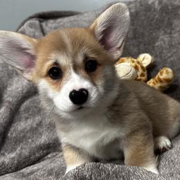 Pembroke Welsh Corgi Puppies from Brilliant Breeds