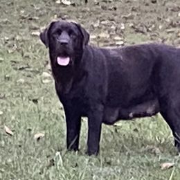 Rosie - Labrador Retriever