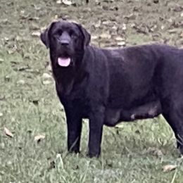 Rosie - Labrador Retriever