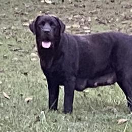 Rosie - Labrador Retriever
