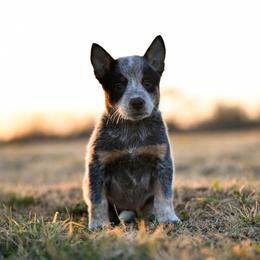 - Boy 1 - Blue male Australian Cattle Dog puppy in Kaufman, Texas from Emberwick Ranch