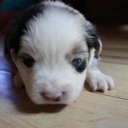 Phoenix - Blue merle female Australian Shepherd puppy in Sonoita, Arizona from Gardner Canyon Kennels