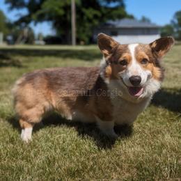 Romeo - Sable male Pembroke Welsh Corgi puppy in Garrett, Indiana from Chloe's Colorful Corgis