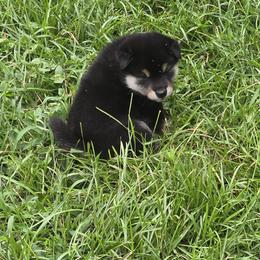 Shiba Inu Puppies from Diwasou