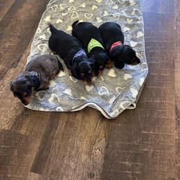 Dachshund Puppies from Michelle's Dachshunds
