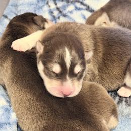 Boy 1 - Red and white male Alaskan Malamute puppy in Incline Village, Nevada from Snowlion Alaskan Malamutes