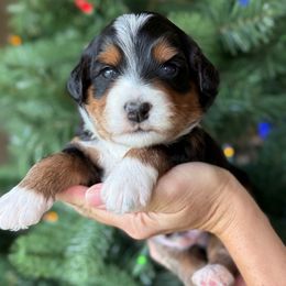 Philly - Tri-color male Bernedoodle puppy in Yuciapa, California from AlltheDoodlez_