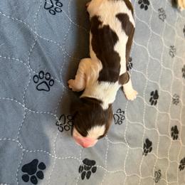 Boy 1 - Liver and white male English Springer Spaniel puppy in Findlay, Ohio from Flag City Springers