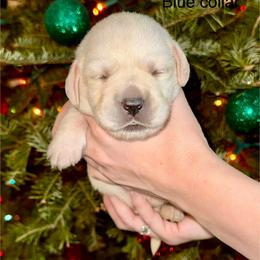 Boy 5 - Yellow male Labrador Retriever puppy in Brooksville, Florida from Lonestar Labradors C&E