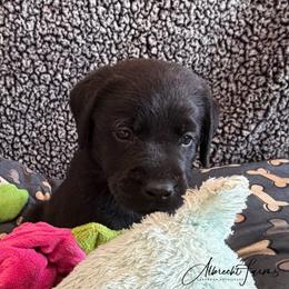 Blue Boy - Black male Labrador Retriever puppy in Colorado from Albrecht Farms Labrador Retrievers