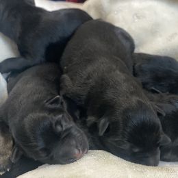 German Shepherd Puppies from Markenhaus Working German Shepards