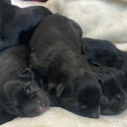 German Shepherd Puppies from Markenhaus Working German Shepards