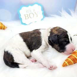 Bernedoodle Puppies from St. Louis Doodle Ranch
