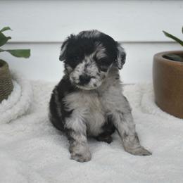 Toddy - Blue merle male Aussiedoodle puppy in Angola, Indiana from Classic City Doodles