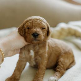 Alice - Red  female Goldendoodle puppy in Hiddenite, North Carolina from Rose and Reid Doodles