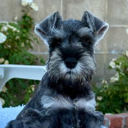 Lady wine - Salt and pepper female Miniature Schnauzer puppy in Wildomar, California from My Angel Schnauzers