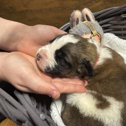 Saint Bernard puppies from Sara’s Saint Bernards