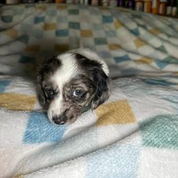 Flower - Piebald female Dachshund puppy in Henrico, Virginia from Darling Doxies