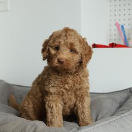 Pink - Caramel female Australian Labradoodle puppy in Williamstown, New York from Lewis Manor Labradoodles