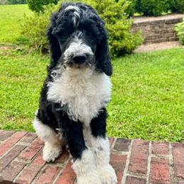 Mahi - Parti male Poodle puppy in Harpers Ferry, West Virginia from Oso Perfect Poodles and Doodles