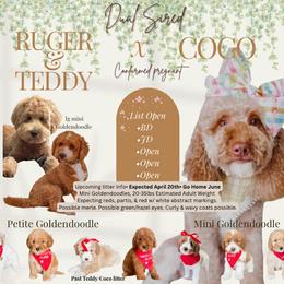 Upcoming Litter pick 3 - Red  male Goldendoodle puppy in Hopkins County, Texas from Boutique Doodles