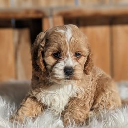 Cooper - Golden male Cockapoo puppy in Salt Lake City, Utah from Utah Cocker Spaniels