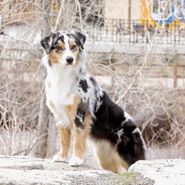 Billet - Australian Shepherd