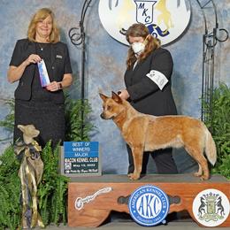 Australian Cattle Dogs from Spotted Ewe ACDs