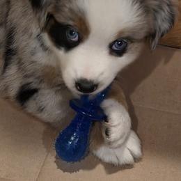 Doug - Blue merle male Miniature Australian Shepherd puppy in Sound Beach, New York from Awesome Aussies