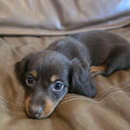 Chewie AKC - Chocolate and tan female Dachshund puppy in Arizona from Tps Teeny Weins