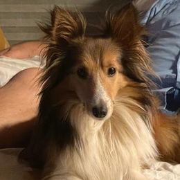 Sahara - Shetland Sheepdog