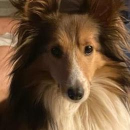 Sahara - Shetland Sheepdog