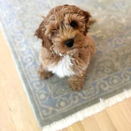 Cockapoo Puppies from Chesley Hill Cockapoos